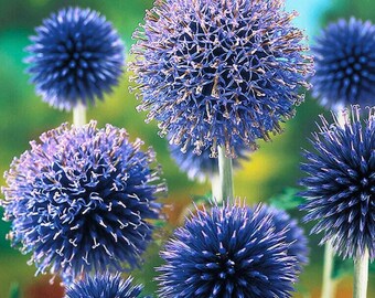 Blue Globe Thistle Seeds- 200 Seeds