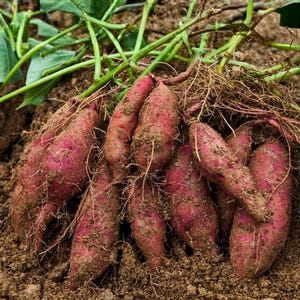 Patate douce violette - 20 graines