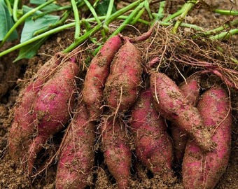 Purple Sweet Potato - 20 Seeds