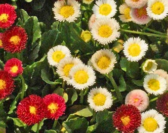 Semillas de margarita inglesa (Bellis perennis), 3000 semillas, envío rápido