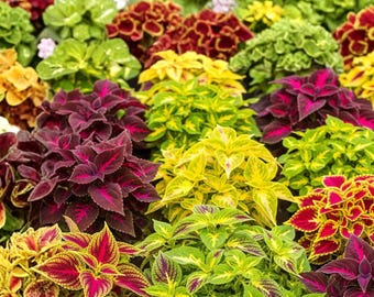 Mix Coleus Rainbow Colorful Shade Garden Plant, 500 nasion, szybka wysyłka
