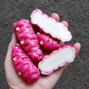 Könnte beinhalten: Mehrere Oca-Knollen mit leuchtend magentafarbener Schale und kleinen, hellen Höckern. Zwei der Knollen sind längs aufgeschnitten und zeigen ein glattes, cremeweißes Inneres, das von einem dünnen, deutlichen magentafarbenen Ring umrandet ist.