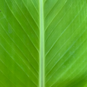 May include: Close-up of a vibrant green leaf with prominent veins. The leaf's surface has a smooth texture, and the central vein runs vertically, dividing the leaf into symmetrical halves. The bright green color suggests freshness and vitality.
