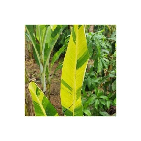 Musa florida variegated - Etsy 日本