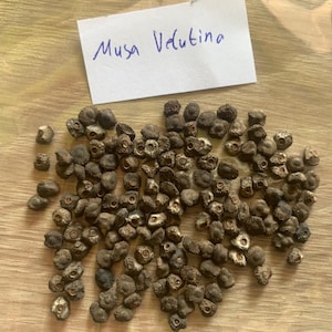 以下が含まれることがあります： 明るい茶色の木材の表面に散らばった、小さな暗褐色の種子のコレクション。表面には「Musa Velutina」と手書きされたメモが置かれています。種子は天然物であるようです。