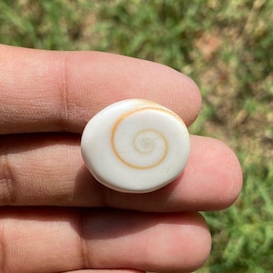 May include: A small, oval white seashell featuring an orange and brown spiral pattern. The shell is held in a hand, set against a background of green grass.