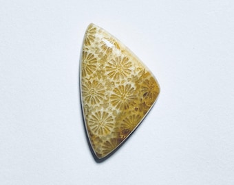Fossil Coral Cabochon - Natural Gemstone for Jewelry Making (25x15x5 MM)