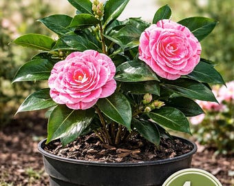 1 Camelia Japonica Rosa de Papá - ¡Flores raras con rayas rosas y rojas! Cultivada en EE. UU.