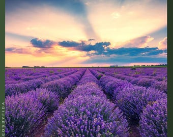 1200 semillas de lavanda inglesa Munstead: hierba aromática tradicional, repelente de mosquitos, perenne resistente a la sequía.