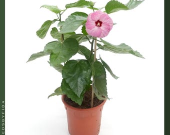 1 Planta de iniciación de Hibiscus Spinderella - Flores blancas y rosadas, perenne resistente, de latencia temprana