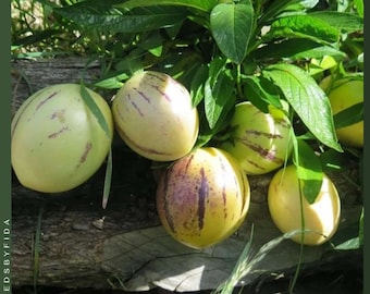 10 semillas raras de melón pepino: fruta dulce exótica para jardines