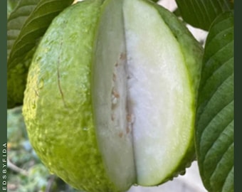 May include: A close-up of a guava fruit, one half sliced open to reveal the white flesh and seeds. The outer skin is green and textured. The fruit is surrounded by green leaves.
