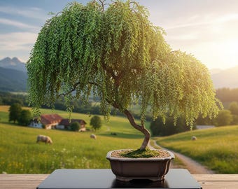 Esqueje de bonsái de sauce llorón: planta de crecimiento rápido