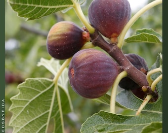 Higuera Celeste - Higuera Dulce de Azúcar - Planta Viva - Resistente al Frío