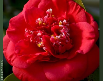 Camelia Japonica roja, planta de inicio viva - April Tryst, arbusto perenne resistente al frío