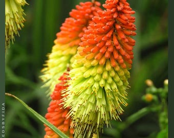 Planta High Roller Red Hot Poker: Espigas de flores de color naranja coral