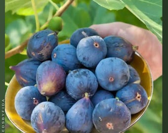 Texas Blue Giant Fig Seeds – 100+ Sweet Fruit Tree Seeds
