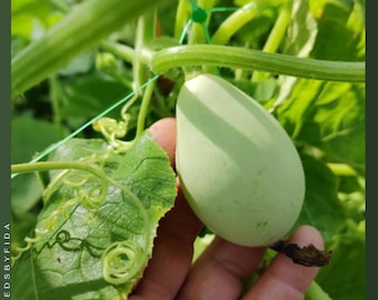 Semillas de calabaza nido: calabaza ornamental blanca para decorar en otoño