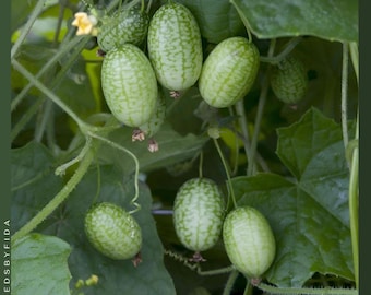 40 semillas de pepino: melón ratón, pepinillo agrio mexicano