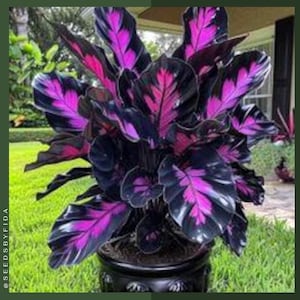 25+ Purple Tip Calathea Seeds - Grow a Living Masterpiece : Tropical Houseplant with Vibrant Foliage