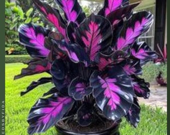 25+ Purple Tip Calathea Seeds - Grow a Living Masterpiece : Tropical Houseplant with Vibrant Foliage