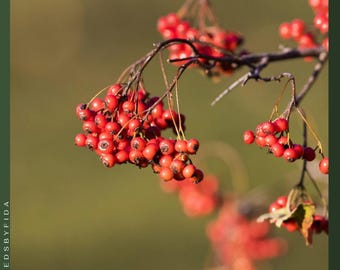 50 semillas de espino de Washington (Crataegus phaenopyrum), flores blancas de primavera y bayas rojas comestibles.