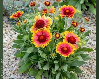 600 semillas de Gaillardia - Mezcla de flores silvestres perennes, tolerante a la sequía, apta para mariposas y abejas