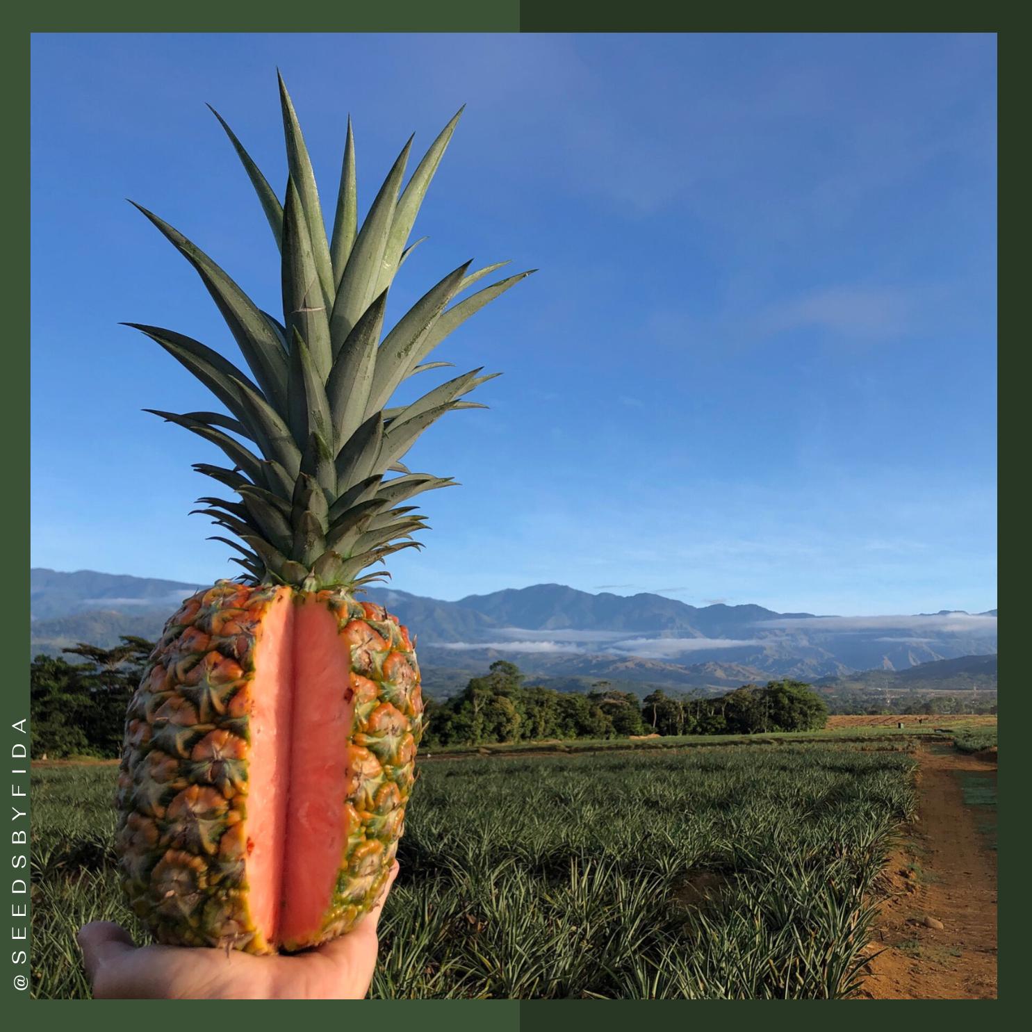 buying san pedro cactus San Pedro Cactus for Sale | Trichocereus Pachanoi