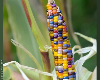 Semillas de maíz Glass Gem: granos arcoíris, maíz Flint tradicional