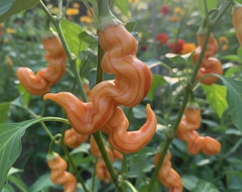 10 semillas de pimiento rayado Sugar Rush: pimiento picante rayado raro, orgánico, cultivado en EE. UU.