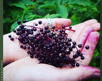 175 semillas de saúco Verity: ¡cultive sus propios arbustos de superfrutas, bayas de jardín perennes resistentes y sin OGM!