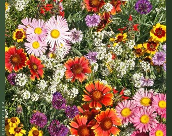 2000 semillas raras de flores silvestres de otoño - Mezcla de polinizadores franceses, atrae colibríes y mariposas, cultivadas en EE. UU.
