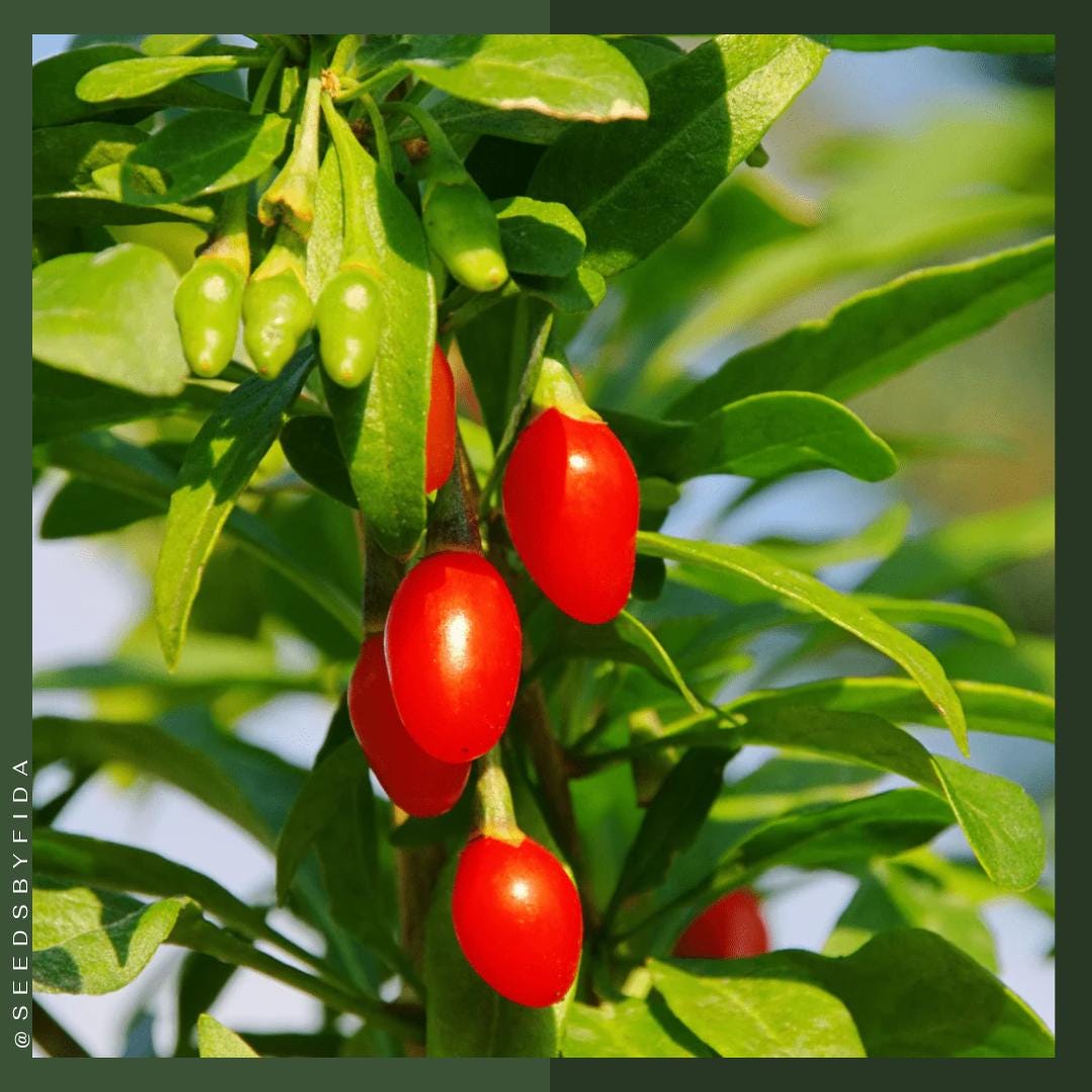 Goji Berry Live Plant: Lycium Barbarum, Sweet Superfruit - Etsy