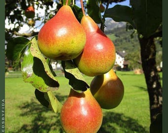 25 semillas de pera Moonglow: resistentes a las enfermedades, dulces y jugosas