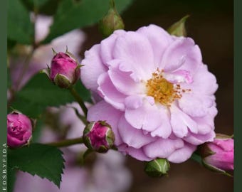 Rosa trepadora Rise Up Lilac Days: flores azules fragantes, planta de inicio