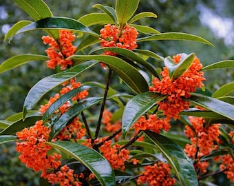 3 Olivos de té fragantes de flores rojas - ¡Flores de color naranja oscuro ultra raras! Cultivados en EE. UU.