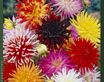 Semillas de zinnia cactus: flores dobles gigantes, mezcla de flores tradicionales (más de 300 semillas)