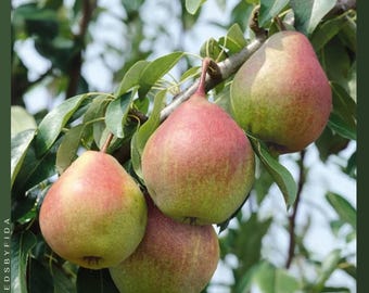 25 semillas de pera Seckel: mini árbol frutal reliquia dulce de azúcar