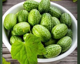 15 semillas de melón ratón: pepino, pepinillo agridulce mexicano, mini sandía, aperitivo agridulce