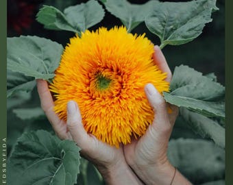 Semillas de girasol Teddy Bear enano: flores dobles y esponjosas, aptas para polinizadores.