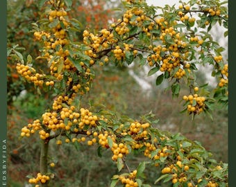 Semillas del manzano silvestre Golden Hornet: fruto ornamental amarillo