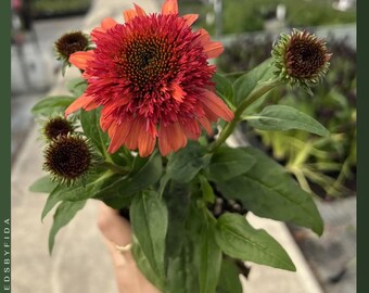 Planta de inicio de equinácea frambuesa: Equinácea doble cucharada