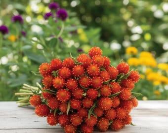 40 semillas de amaranto globo Gomphrena 'QIS Orange': ¡flores vibrantes cortadas y secas!