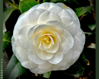 Planta de inicio viva de camelia blanca - 'By The Gate' - Evergreen