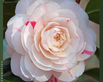 Planta de inicio viva de Camellia Japonica April Dawn: flores fragantes y rayadas