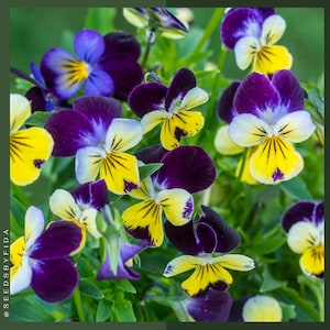 May include: Close-up of vibrant pansy flowers in shades of purple, yellow, white, and blue. The petals have a velvety texture, with intricate patterns and a dark green background. The flowers are in full bloom, showcasing their delicate beauty.