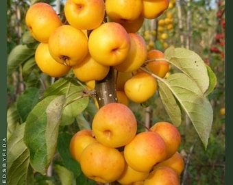 30 semillas de manzana silvestre europea (Malus sylvestris), flores blancas y frutos coloridos, atrae polinizadores.