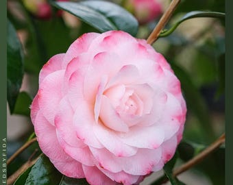 Camelia japonesa perlada de Nuccio, planta de inicio viva: flores rosas y blancas