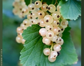 Grosella imperial blanca: bayas blancas dulces, resistentes al frío (esqueje con raíces latentes)