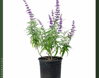 1 planta de salvia mexicana - Flores de color púrpura y blanco aterciopelado, tolerante a la sequía, atrae colibríes